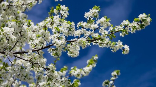 Как наладить уход за вишней весной: секреты успешного садовода