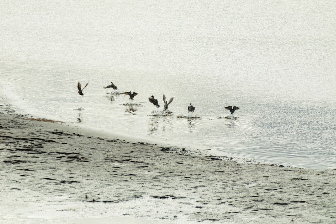 Охотникам НАО напоминают об опасности заражения птичьим гриппом