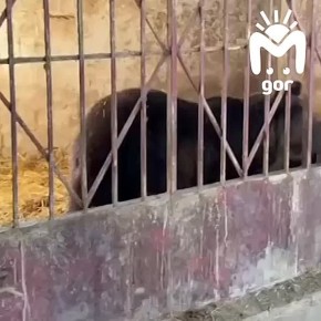 Двух медведей их частного зоопарка в Дагестане отправили в Ленинградскую область
