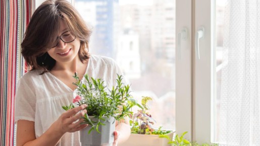 Свежий базилик к столу прямо с подоконника: вот как легко его вырастить
