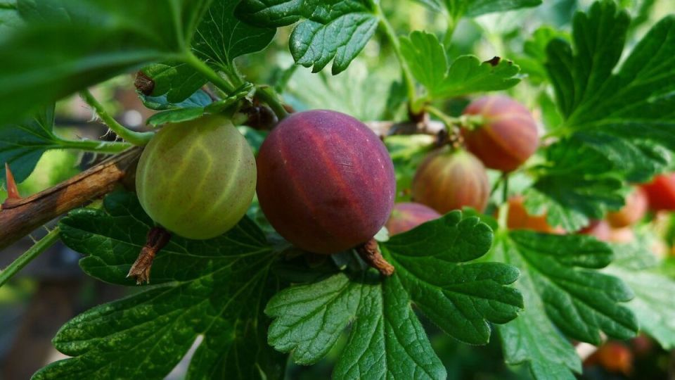 Как правильно удобрять крыжовник: секреты успешного урожая