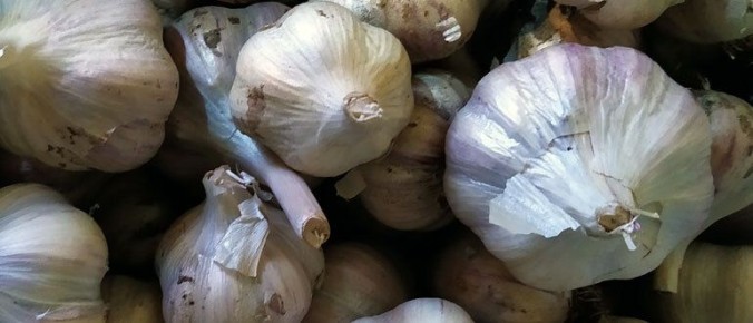 Секреты успешного выращивания чеснока: от выбора сорта до сбора урожая