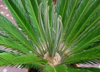 Цикас: уход за экзотическим растением, которое украсит ваш дом