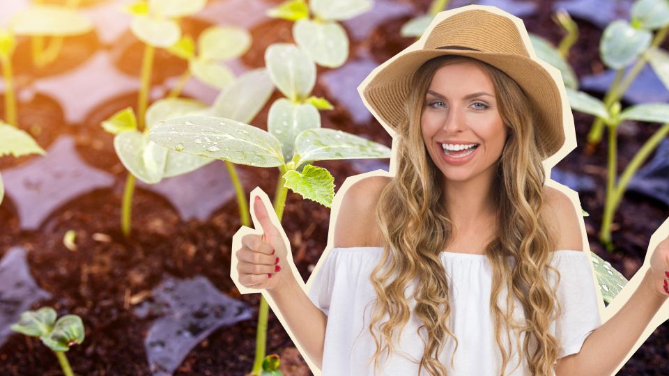 Огурцы порадуют урожаем уже к марту: вот как правильно сеять рассаду