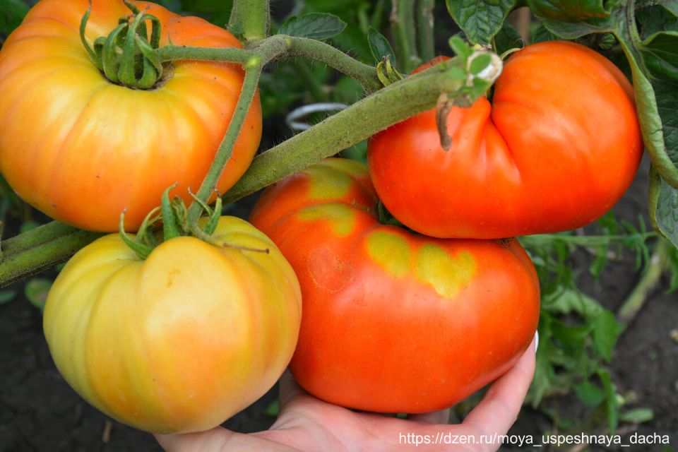 Вдохновение для садоводов: мясистый томат, который покоряет сердца