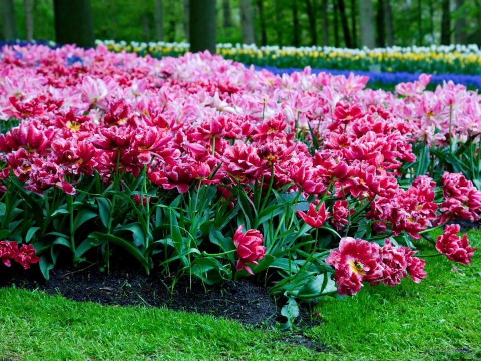 Как создать идеальный сад: 17 шагов к вашему зеленому раю