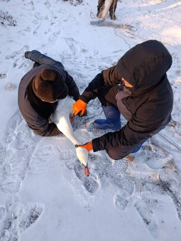 В НАО спасли травмированного лебедя-шипуна