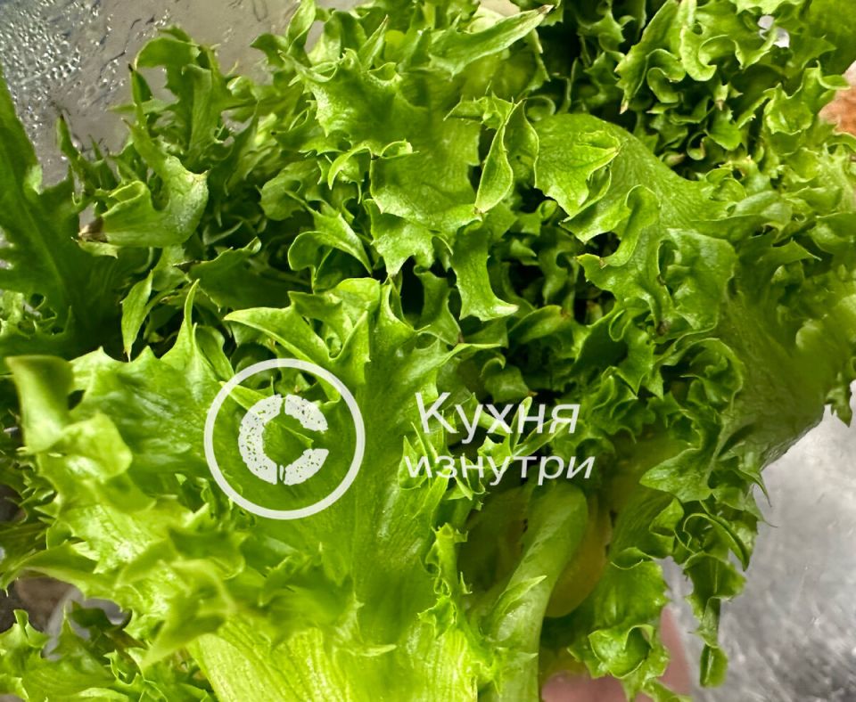 Необычный способ выращивания хрустящего салата фрилис на подоконнике