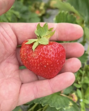 Август — время действовать: почему клубнику лучше сажать сейчас для богатого урожая