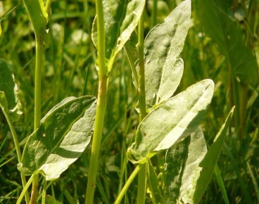 Почему щавелевый суп получается не кислым: ошибки, которые совершают 90% хозяек