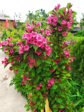 Сад, который зацветет уже в этом сезоне: быстрорастущие растения для нетерпеливых дачников