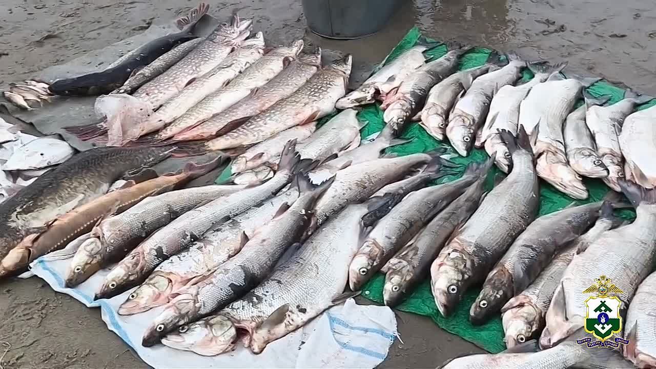 Два браконьера задержаны полицией за незаконный вылов рыбы в акватории заповедника «Ненецкий»