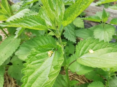 Рецепт картофельного пюре с крапивой: вкусно и полезно для здоровья