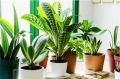 Путешествие в мир комнатных растений: от заботы до процветания