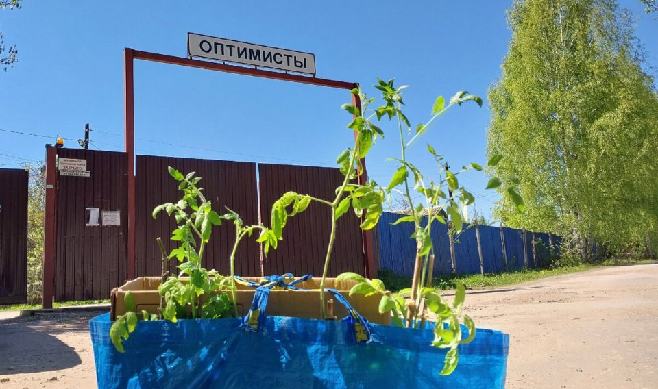 Садовые страсти: Как заморозки и капризы погоды повлияли на дачников