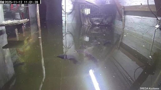 Женщина развела карпов назло коммунальщикам: на Кузбассе дама полноценно занялась аквакультурой в подвале, который затопило ещё три месяца назад