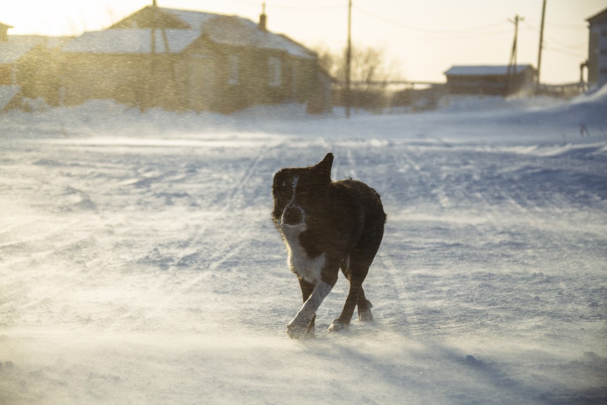 В Ненецком АО сегодня ожидается сильный ветер с порывами до 30 метров в секунду