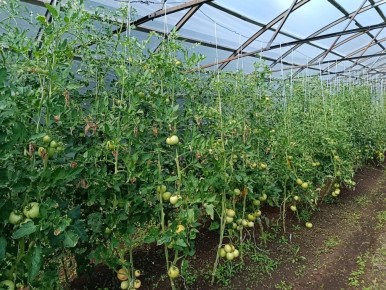 Как правильно применять калийные удобрения для здоровья ваших растений