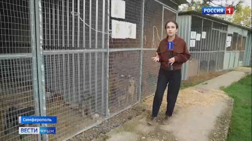 В Крыму участились случаи нападения бродячих собак на людей