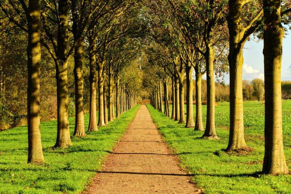 Аллеи в современном ландшафтном дизайне