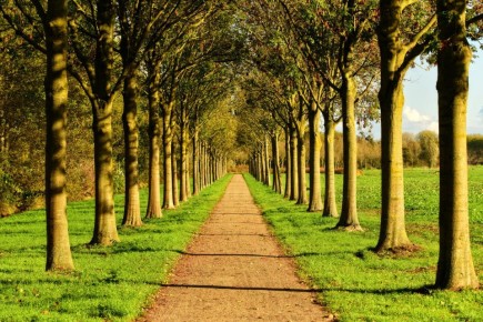 Аллеи в современном ландшафтном дизайне