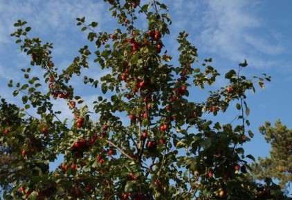 Как вдохнуть новую жизнь в старую яблоню: простые секреты омоложения