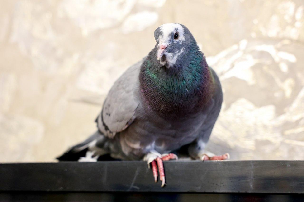 История о том, как жительница Нарьян-Мара спасла и приютила голубя История о том, как жительница Нарьян-Мара спасла и приютила голубя