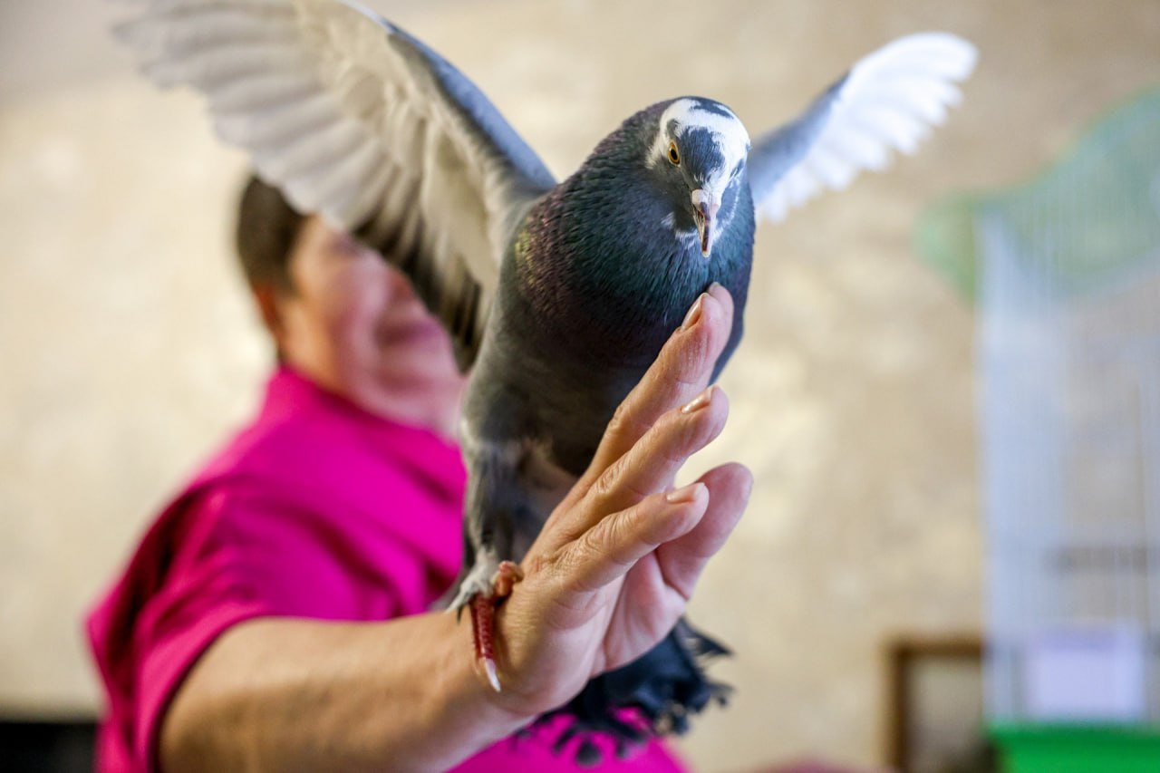 История о том, как жительница Нарьян-Мара спасла и приютила голубя История о том, как жительница Нарьян-Мара спасла и приютила голубя