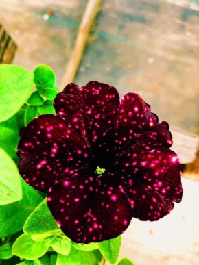 Петунии, которые преобразят ваш сад: открываем мир редких сортов