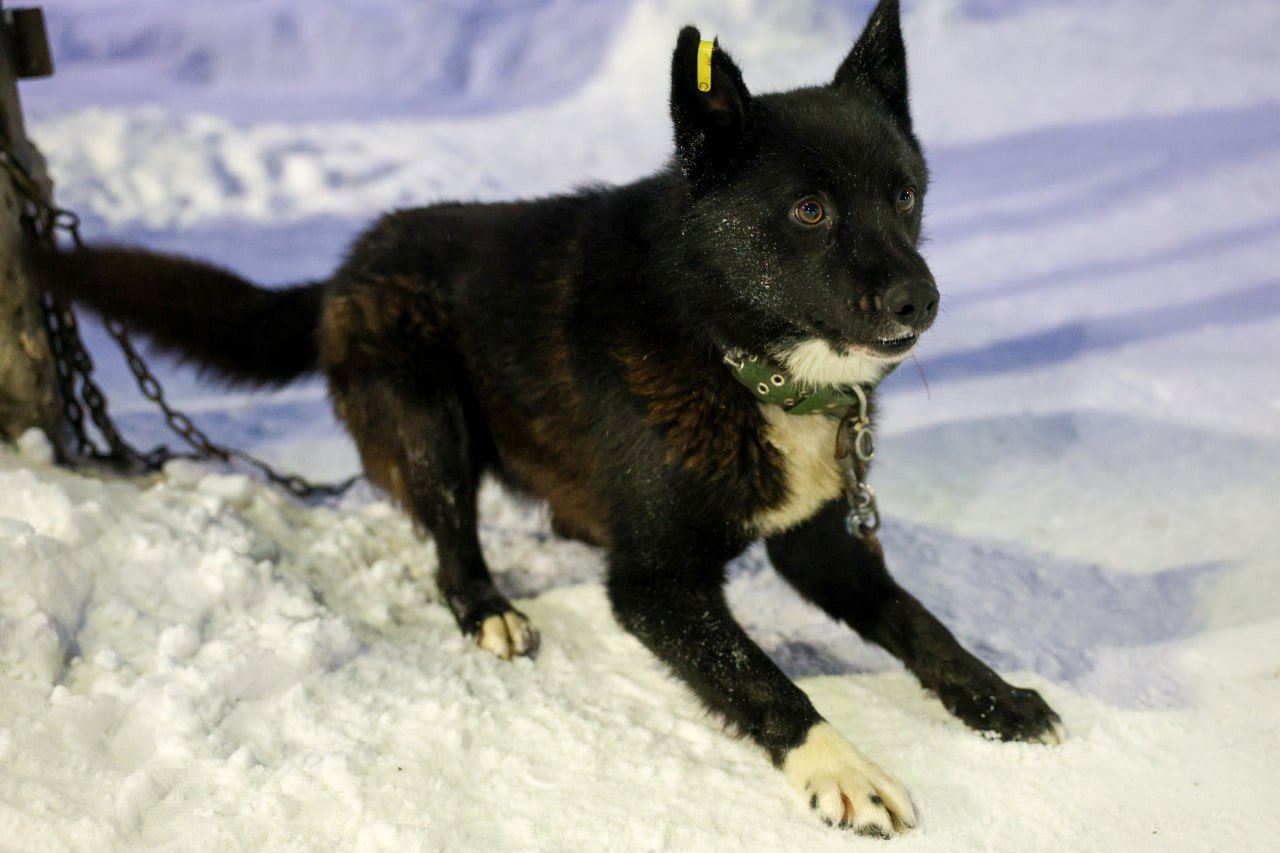 «Мы в ответе за тех, кого приручили» «Мы в ответе за тех, кого приручили»