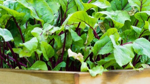 Как ухаживать за свеклой в августе: советы и распространенные ошибки