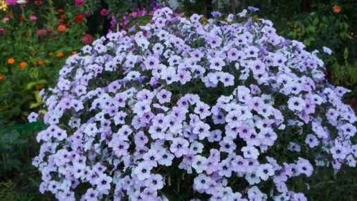 Как вернуть петуниям буйное цветение в середине лета: простые советы по уходу