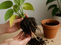 Как растения-таки мстят: секреты подрезки корней для здоровья ваших горшечных любимцев