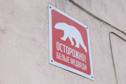 «Тревожные чемоданчики» от «Чистой Арктики» получат все регионы, где обитает белый медведь