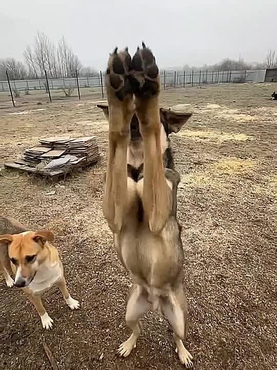 Юрий Баранчик: ОНИ НЕ ПЕРЕЖИВУТ ЗИМУ! ПОЖАЛУЙСТА, СПАСИТЕ ИХ!