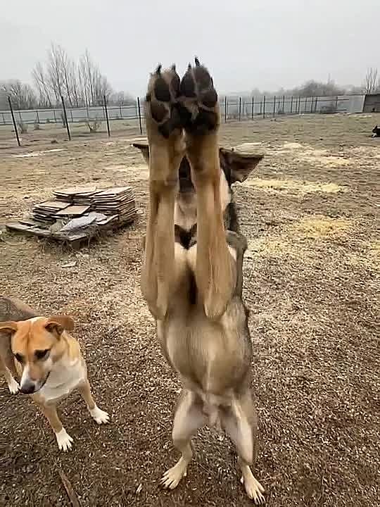 Юрий Баранчик: ОНИ НЕ ПЕРЕЖИВУТ ЗИМУ! ПОЖАЛУЙСТА, СПАСИТЕ ИХ!