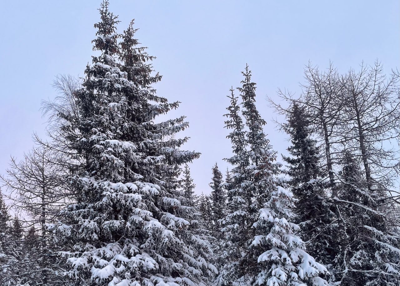 Окрестности Тельвиски в объективе Ксении Хозяиновой Окрестности Тельвиски в объективе Ксении Хозяиновой