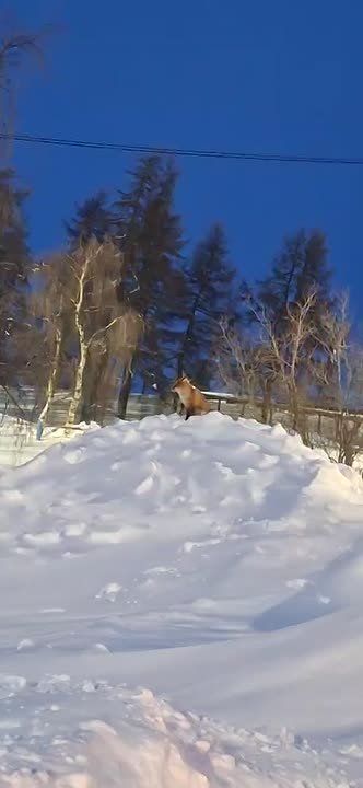 Лиса была замечена в посёлке Искателей