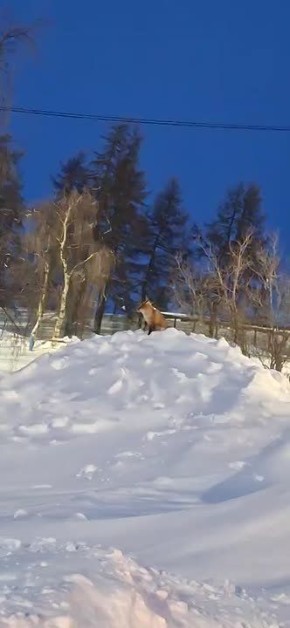 Лиса была замечена в посёлке Искателей
