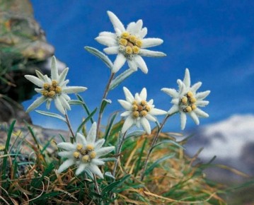 Эдельвейс: как вырастить этот удивительный символ высоты в своем саду