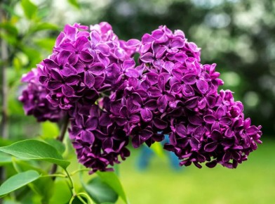 Как правильно обрезать декоративные кустарники весной: советы по уходу