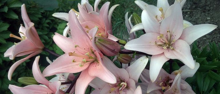 Лилии в вашем саду: секреты успешного ухода и посадки