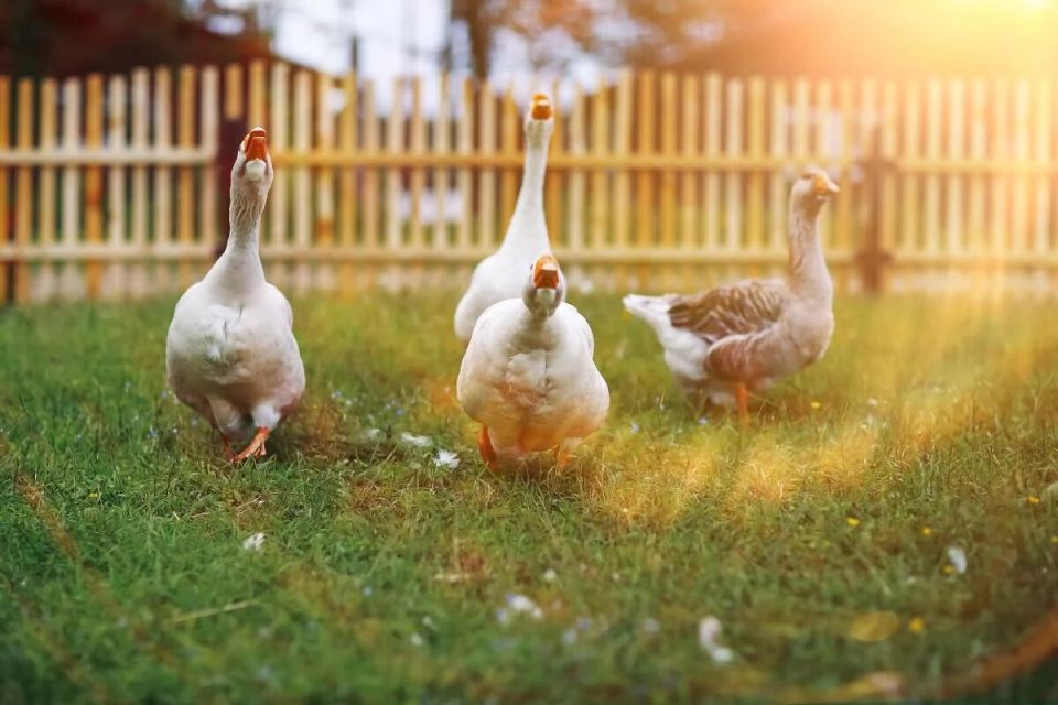 Как правильно кормить гусей: секреты питания и продукты, которых стоит избегать