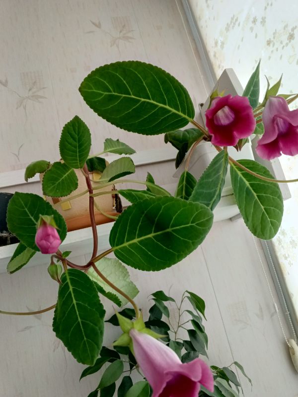 Как справиться с внезапной болью в ноге: советы и методы