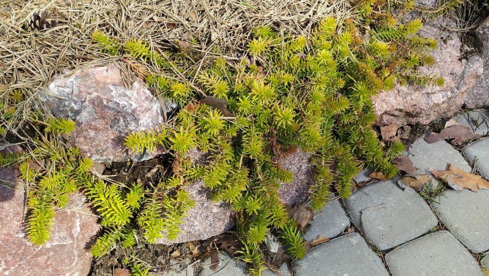 Зимняя красота: 5 видов очитков, которые радуют глаз даже в холодное время года