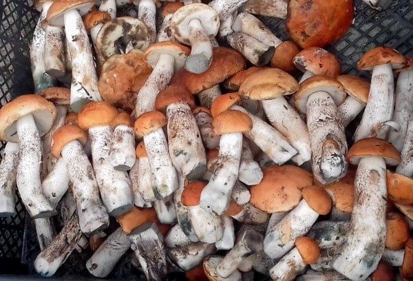 Грибы как загадка природы: удивительные урожаи и их тайны