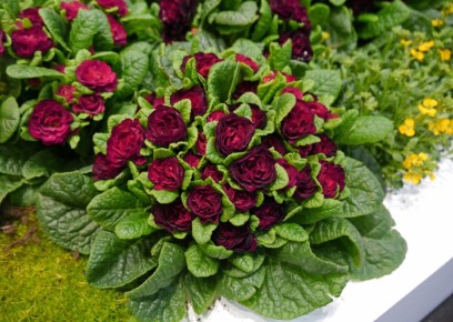 �����, ������� ������ ����: ������������ ������������ ��� ������ ����