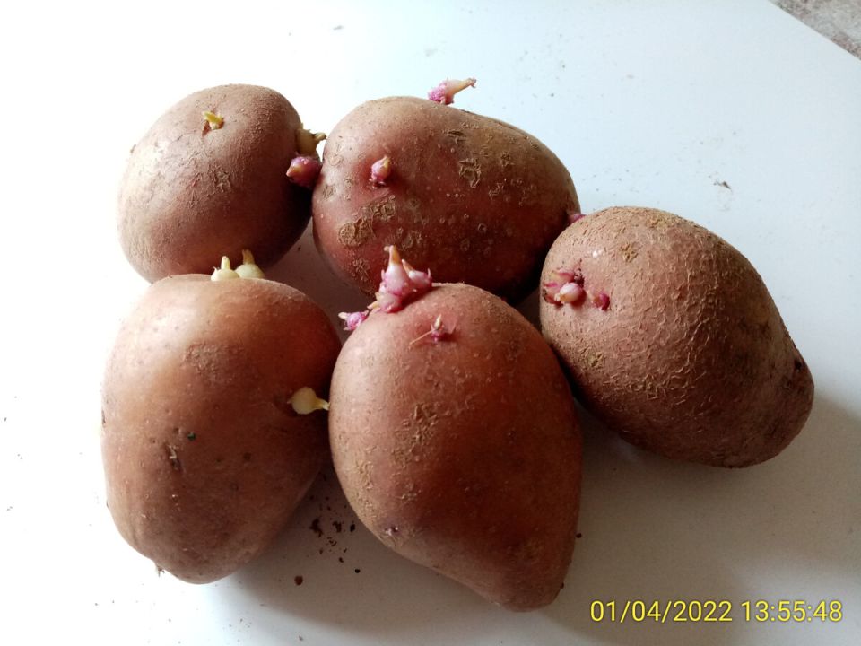 Как подготовить участок к посадке картофеля: советы для современных дачников