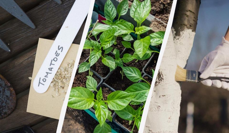 Февраль на огороде: важные дела для успешного сезона