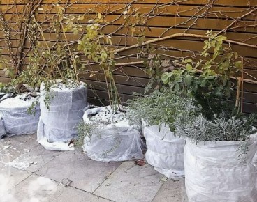 Зимовка кадочных многолетников: секреты, которые помогут сохранить растения до весны